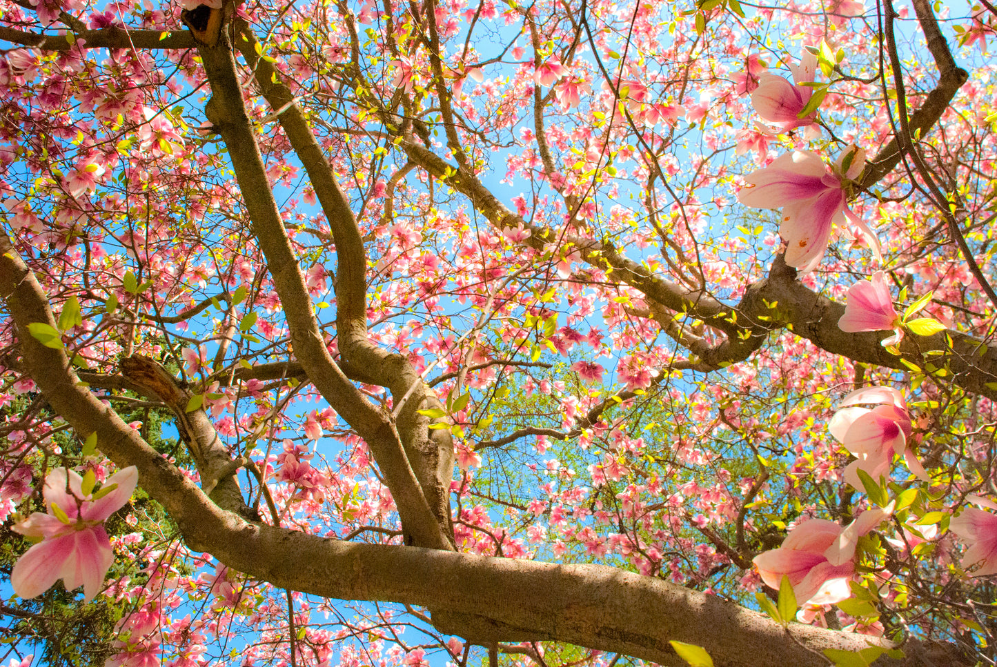 Sugar Magnolia