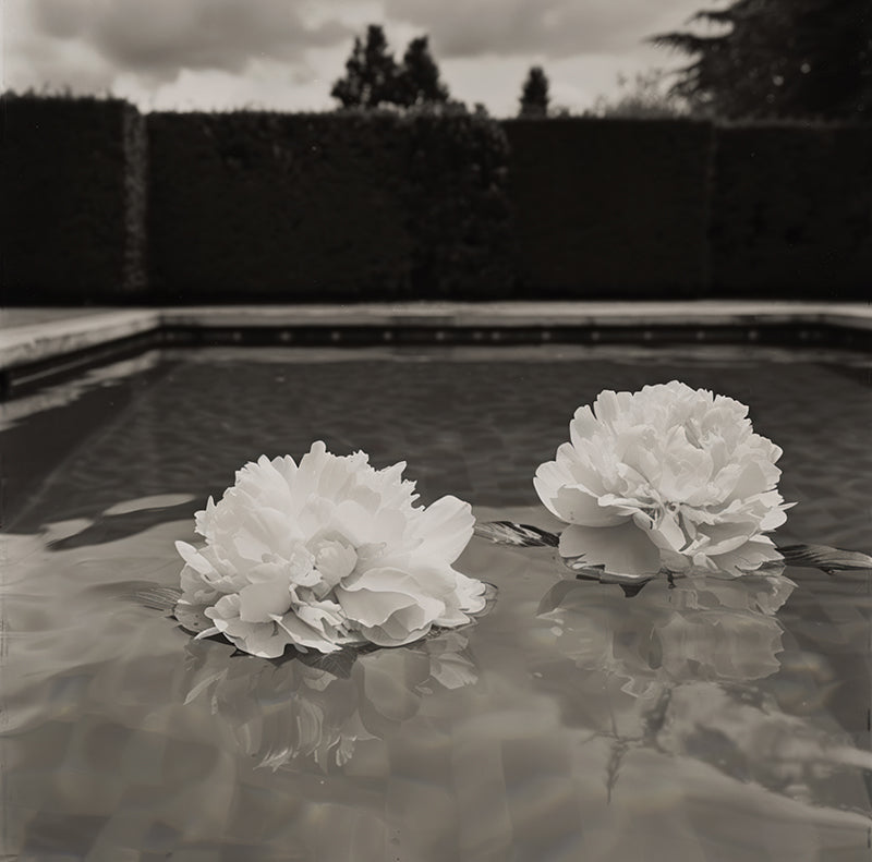 Peonies & Pool