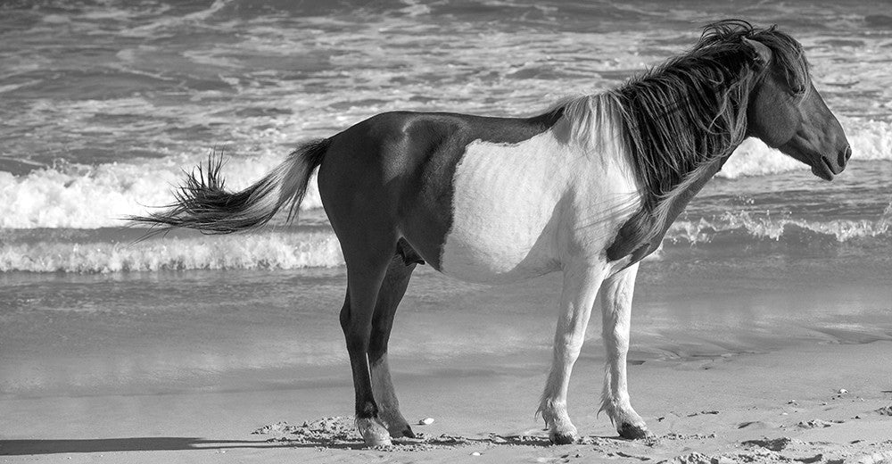 Assateague Island Pony B&W