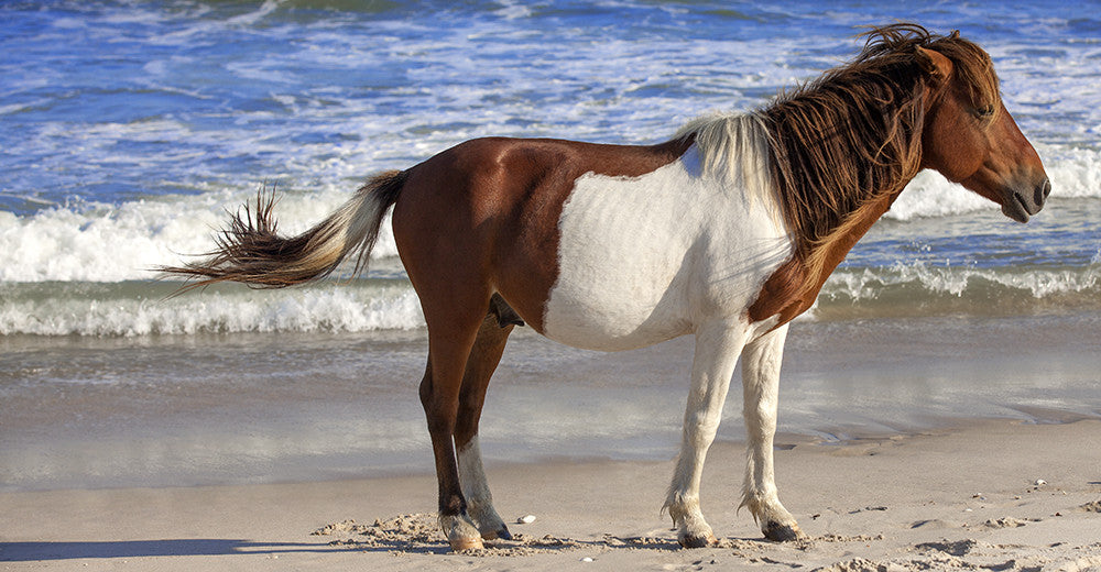 Assateague Island Pony