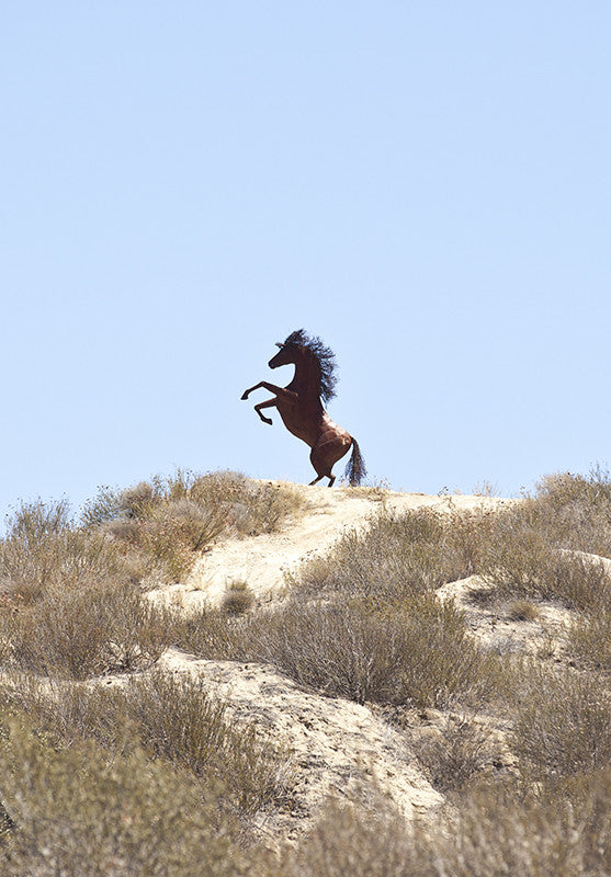 Horse Ballet Vertical