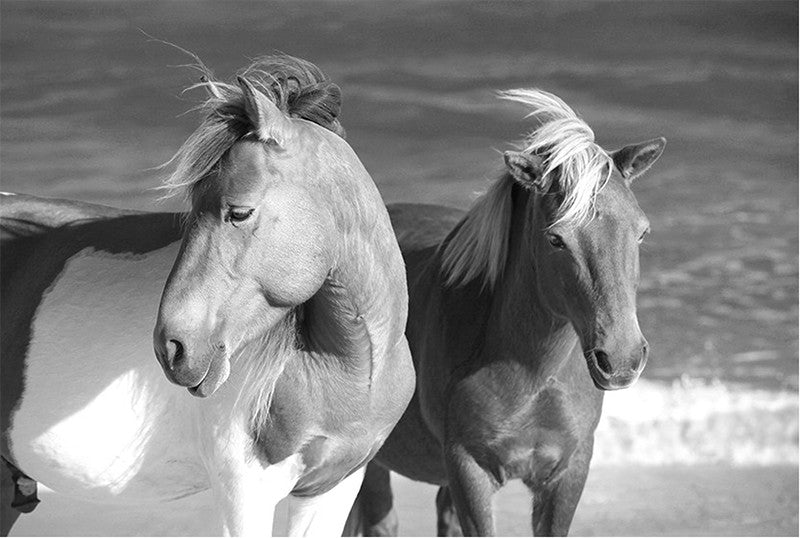 Wild Horses Assateague Island #1