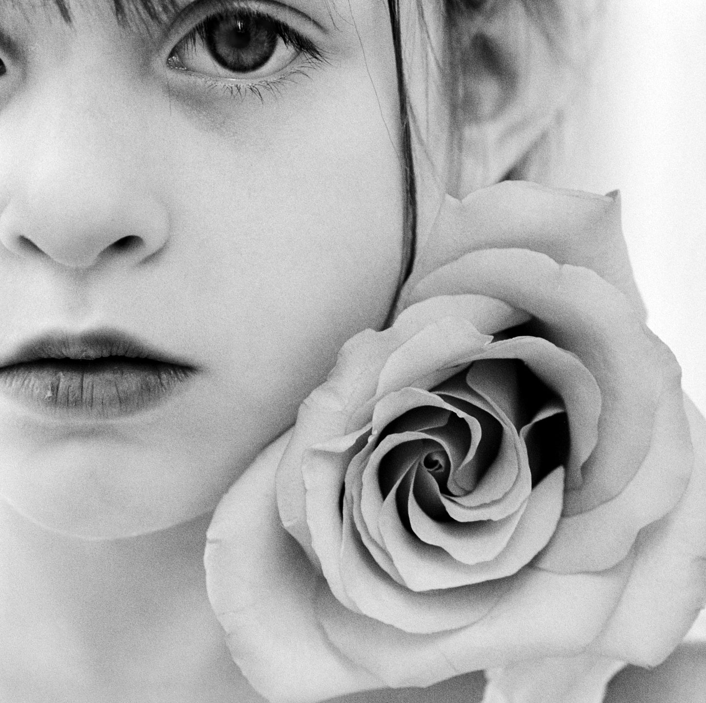 One Eye, One Rose