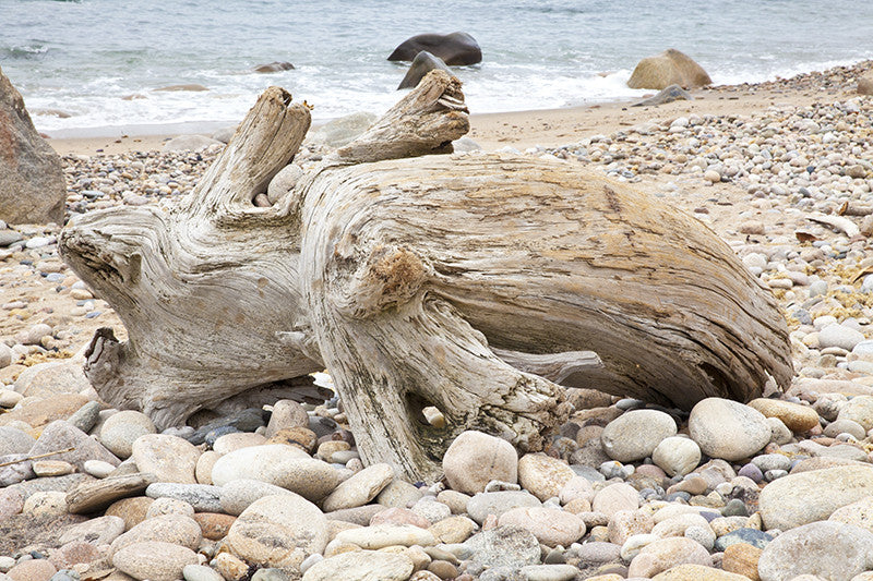 Black Rock Beach Driftwood