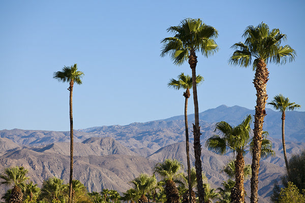 Palm Desert Landscape