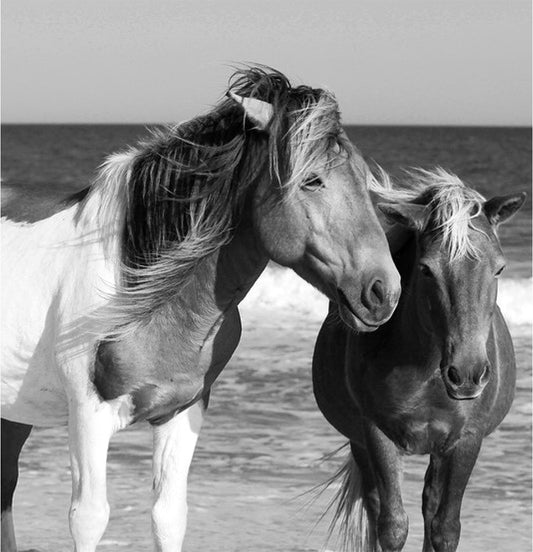 Wild Horses Assateague Island #5