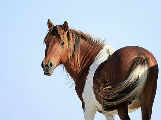 Wild Horse Assateague Island #3