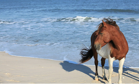 Wild Horse Assateague Island #2