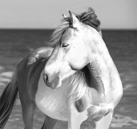 Wild Horse Assateague Island