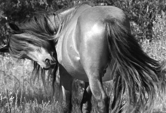 Wild Horse Assateague Island #4