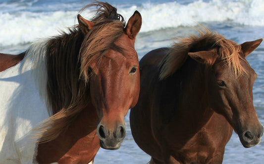 Wild Horses Assateague Island #6